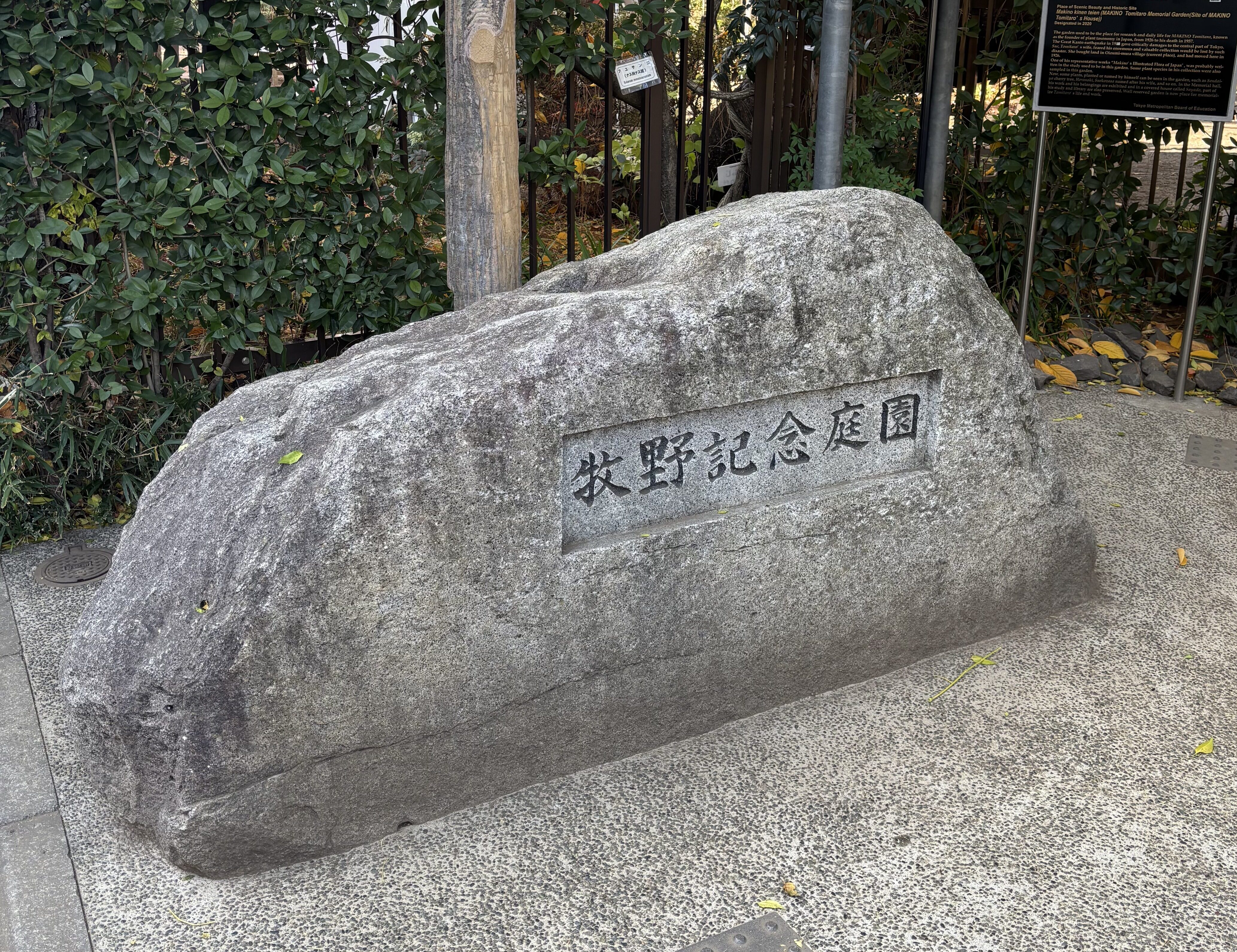 ノジギクを訪ねて〜牧野記念庭園